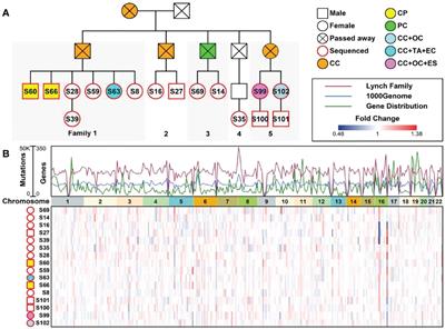 Whole-genome sequencing identified novel mutations in a Chinese family with lynch syndrome